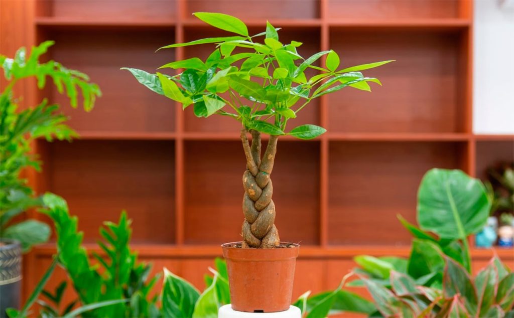 Pachira aquatica
