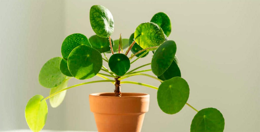 Pilea peperomioides