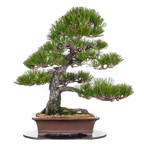 Bonsai pino negro