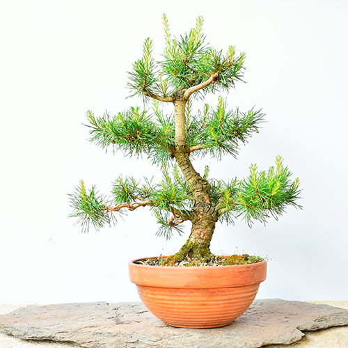 Bonsai pino silvestre