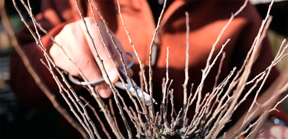 Pinzando un bonsai