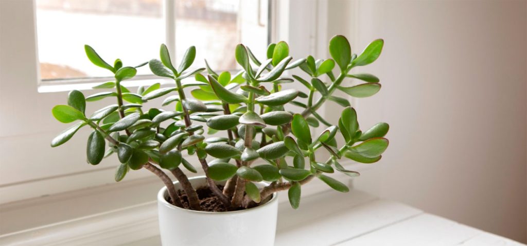 Crassula ovata