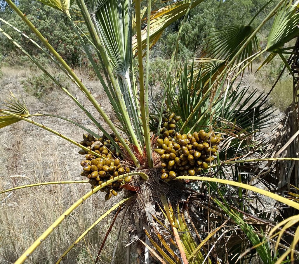 Palmera con datiles en Jardín botánico Santa Catalina