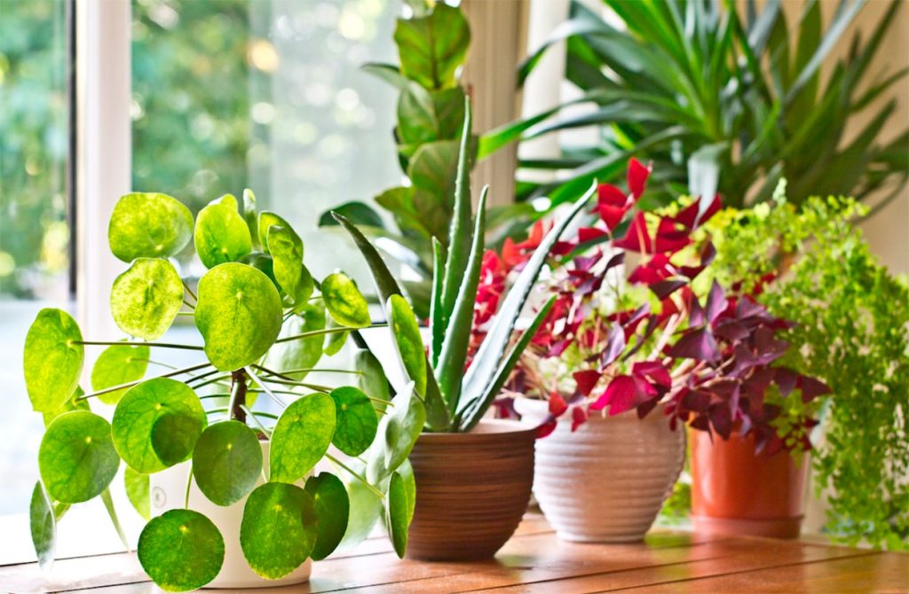 Plantas de dinero