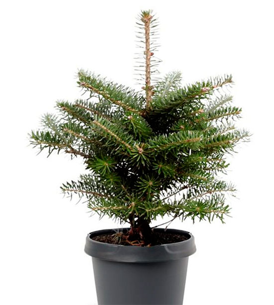 Prebonsai de abies koreana - abeto azul de Corea