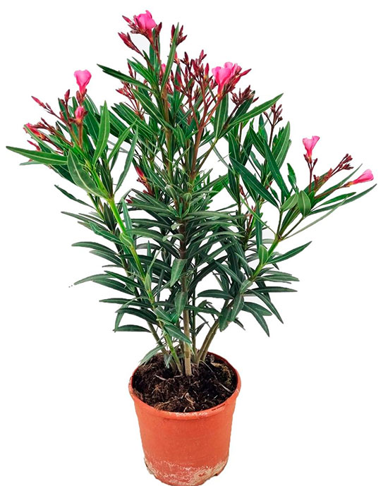 Prebonsai de adelfa tambien llamado nerium oleander