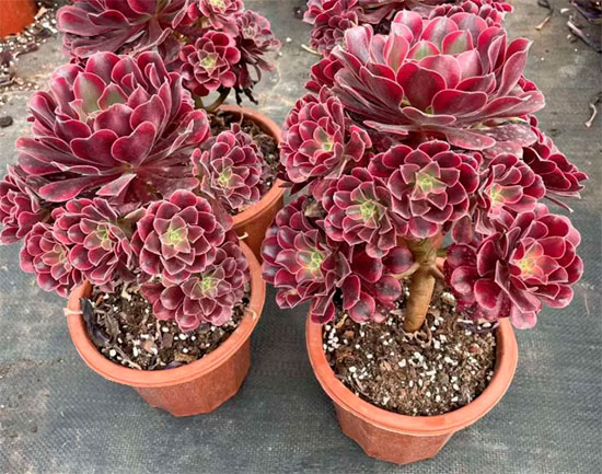 Pre-bonsái de aeonium