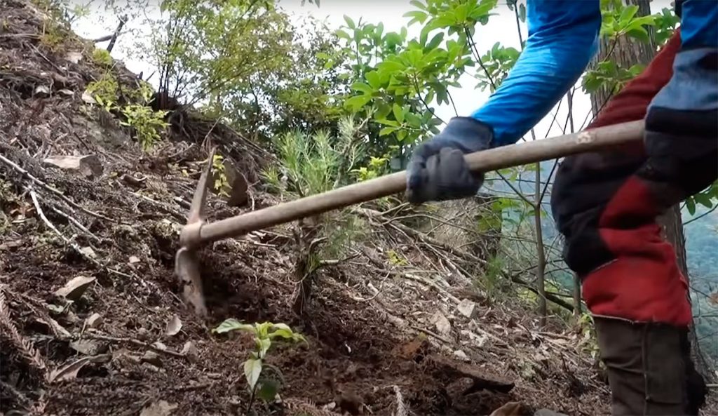 recogiendo pino yamadori