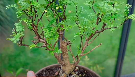 Bonsai de interior