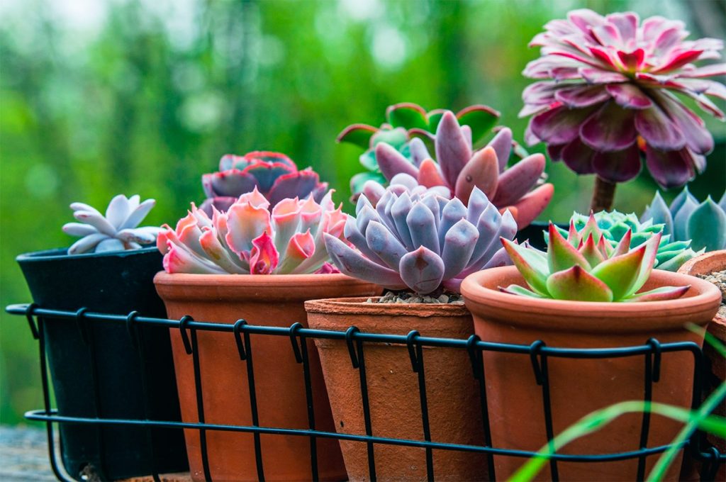 Suculentas