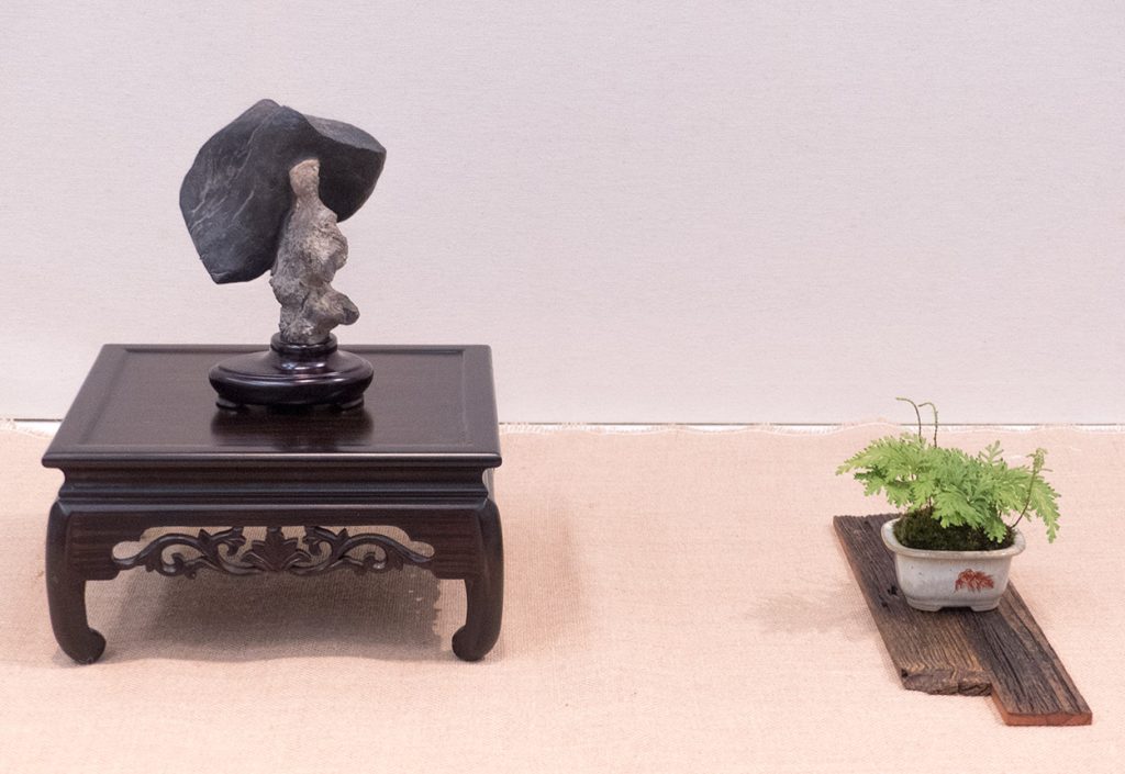 Suiseki con planta de acento