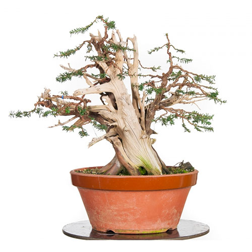 Bonsai tejo - Taxus baccata