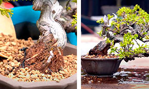 Tutorial sobre como trasplantar un bonsái