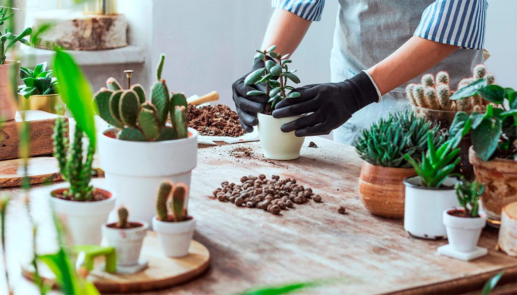 Trasplantando suculentas