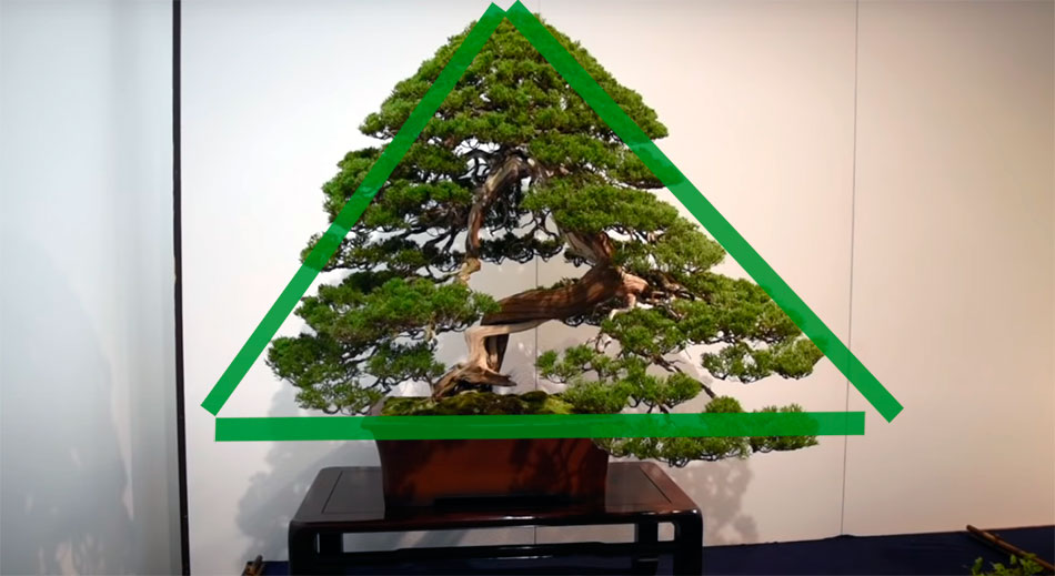 Triangularidad del bonsai