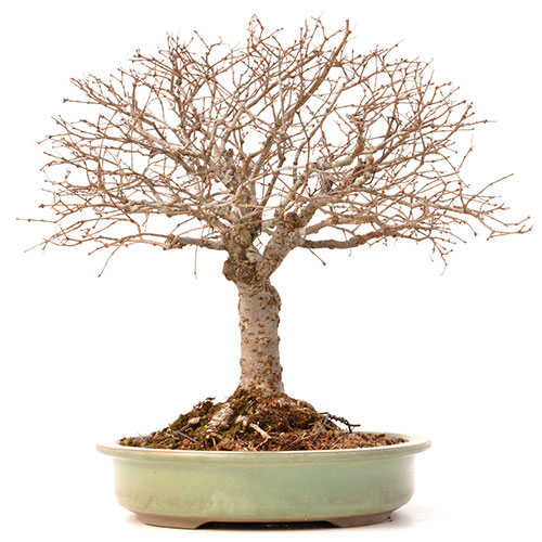 Bonsai de zelkova serrata